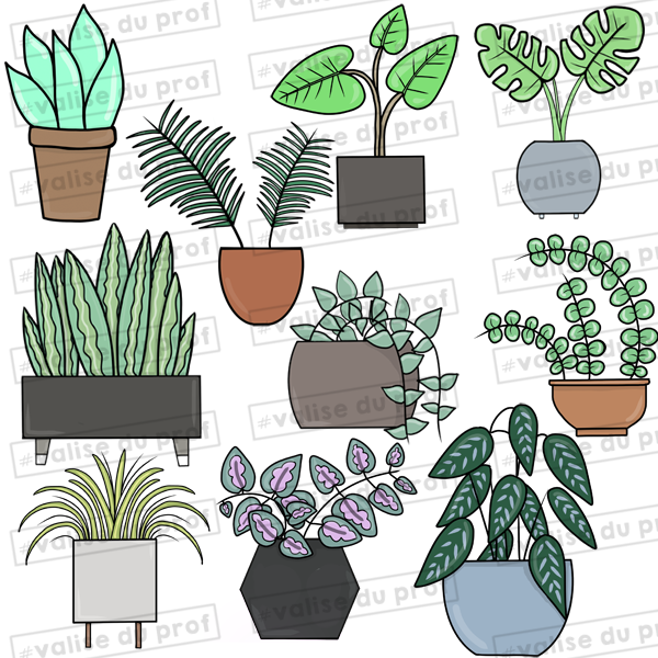 10 Cliparts Plantes d'intérieur (2 versions)