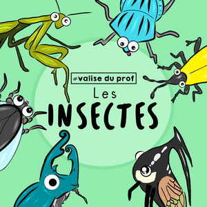 Cliparts insectes